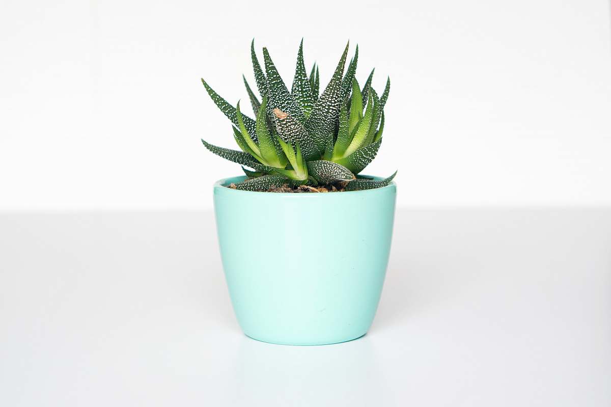 potted plant green succulent in teal ceramic vase succulent